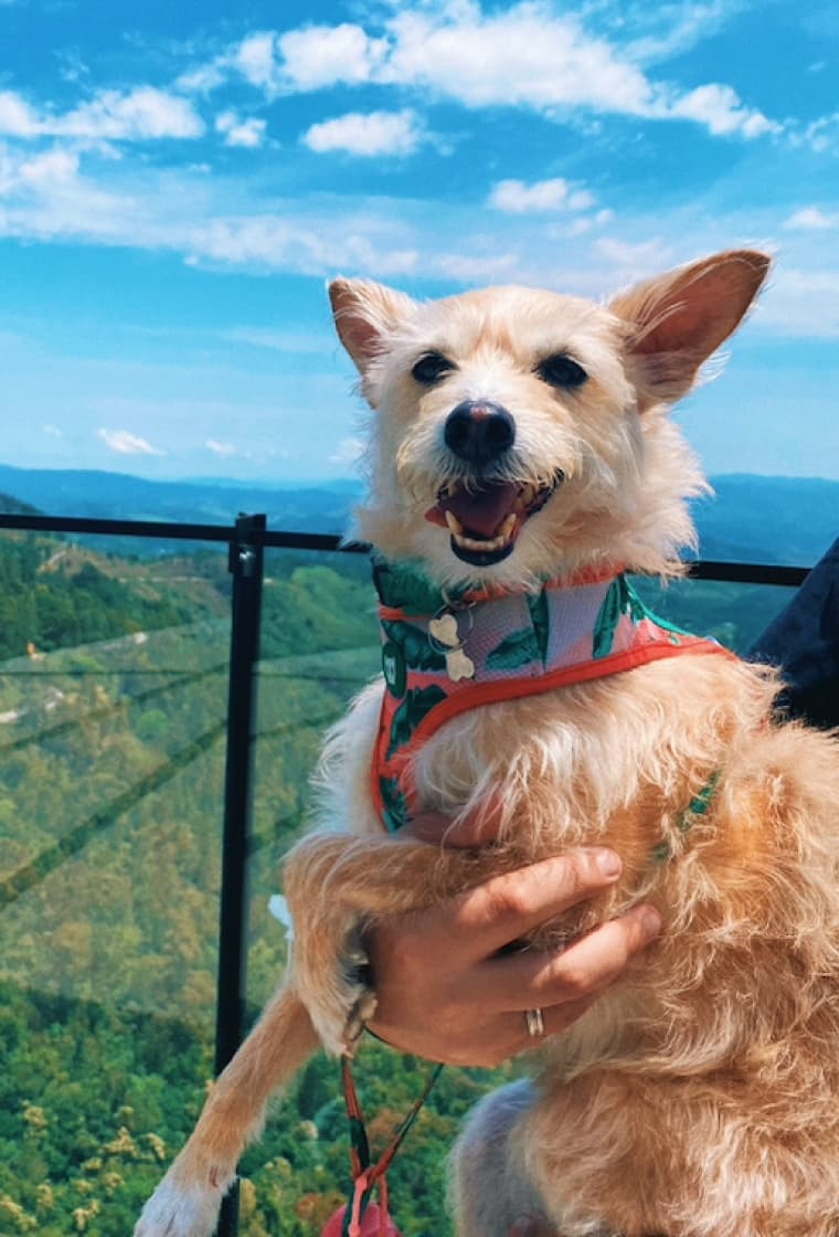 Cachorro em um parque ao ar livre